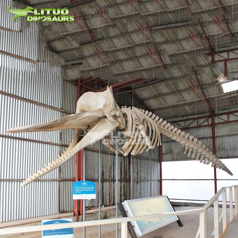 2Animal Whale Skeleton(001)