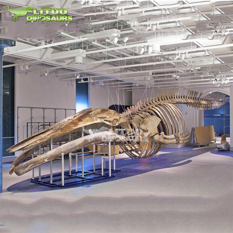 1Whale Skeleton(001)
